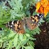 butterfly8526